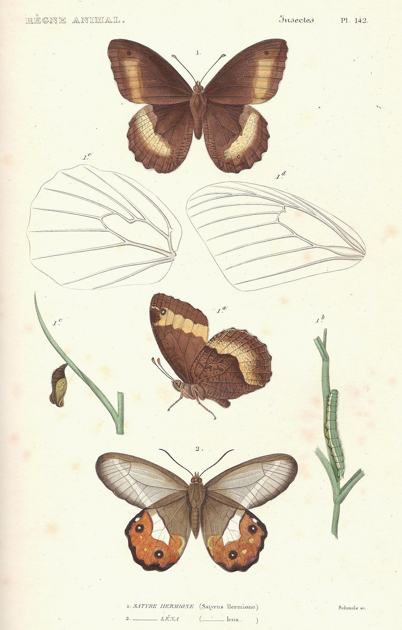 Planche N°142 du livre "Le règne animal distribué d'après son organisation" par Georges Cuvier (Tome 14), seconde édition de 1828, représentant : -en haut et au milieu : Satyre her