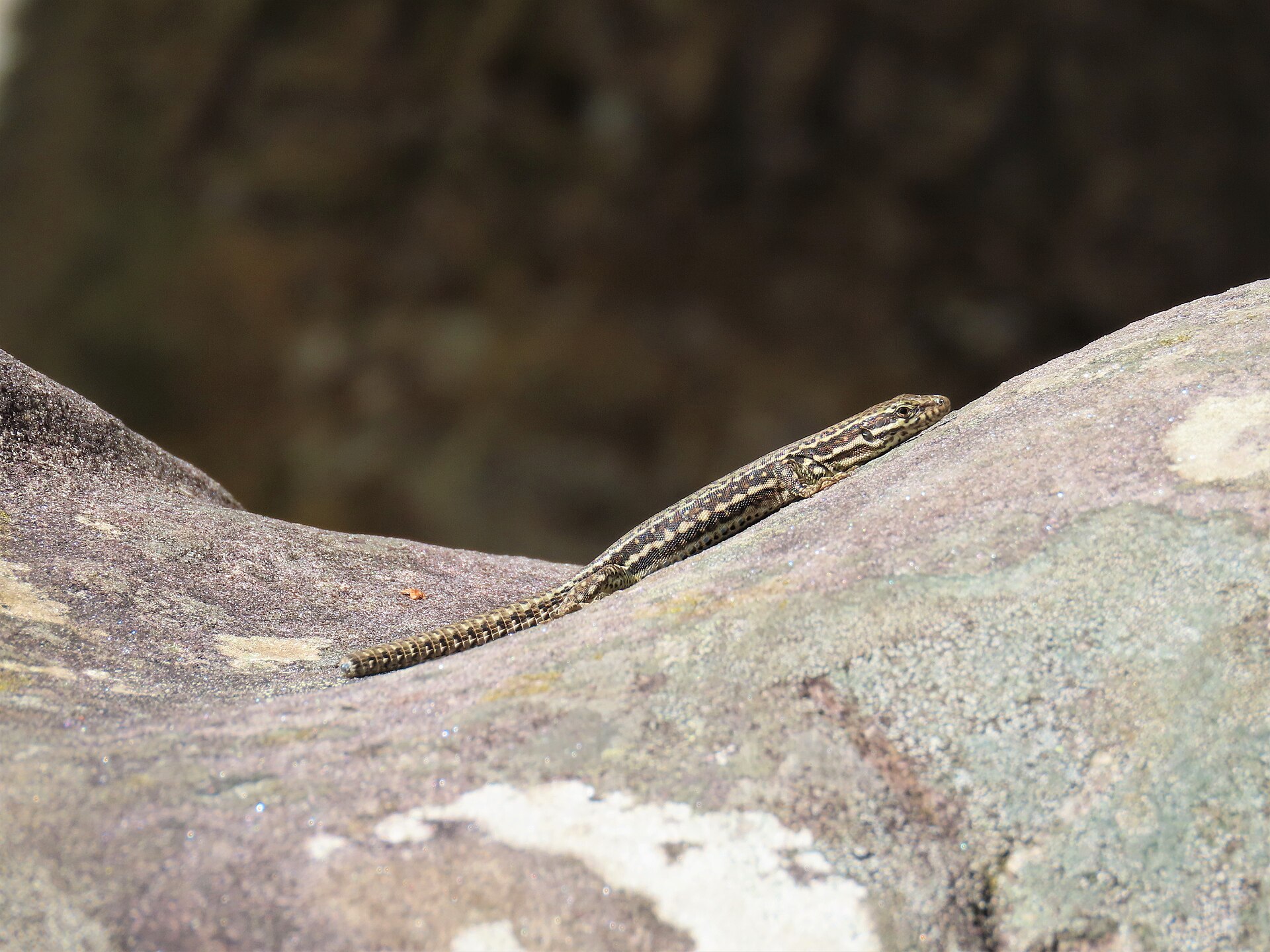 Lézard à la Roche-qui-Pleure aux gorges de Franchard, Fontainebleau, Seine-et-Marne, France